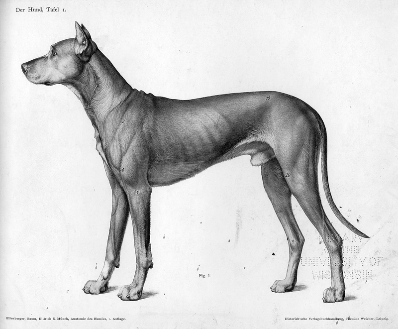 Illustration for article titled Lose Yourself In The Gorgeous Anatomical Drawings of Hermann Dittrich